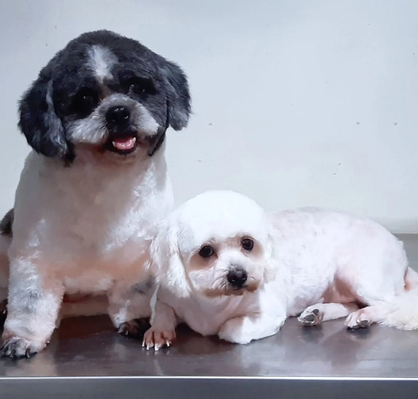 Freshly groomed Shih Tzu and Maltese