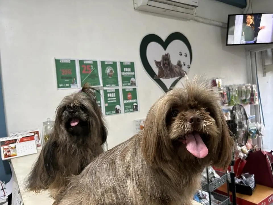 Two fluffy Shih Tzus at the Green Tails counter