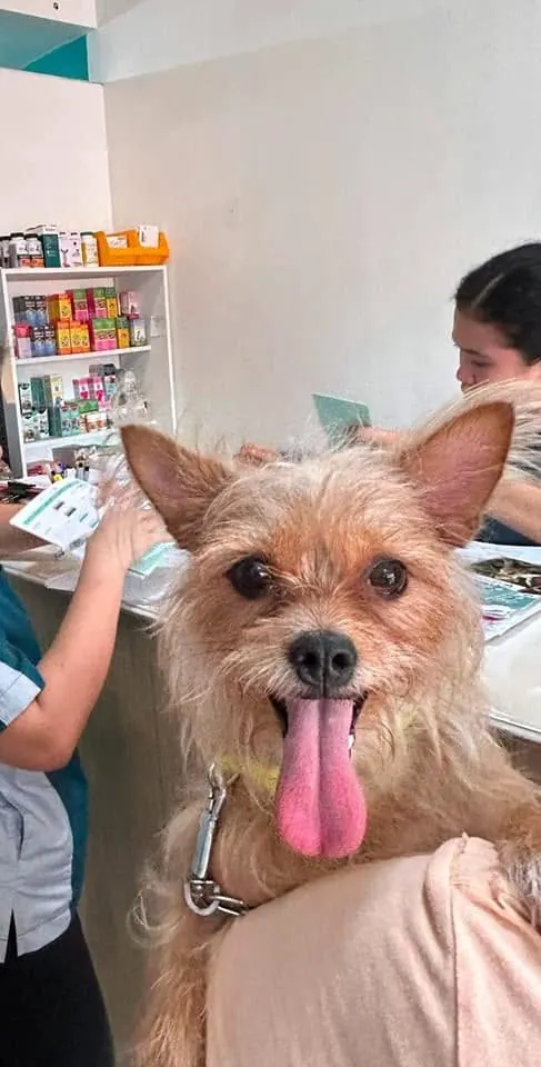 Smiling Yorkie mix